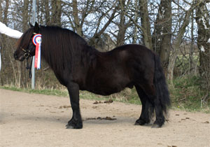 Hamras Fridolf - nybliven Elithingst. 
