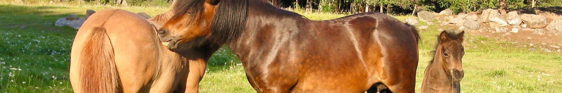 Shetlandsponny iFokus