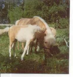 Gamla bilder