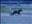 _murre_