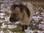 turboliina