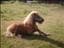 baronen